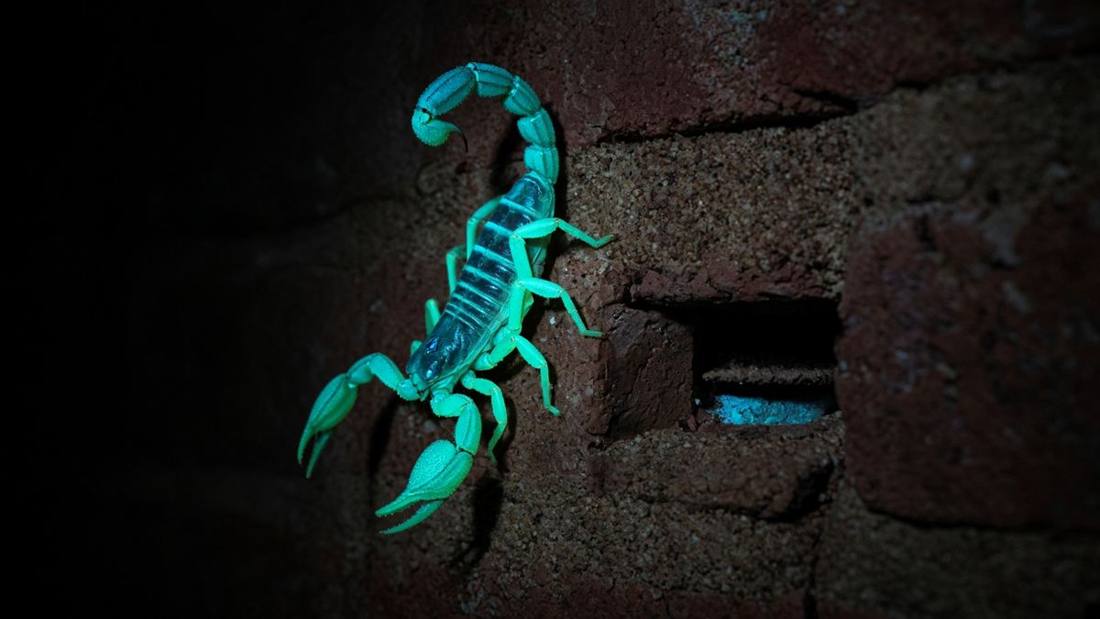 Striped bark scorpion glowing under a UV light on a brick wall during a night inspection
